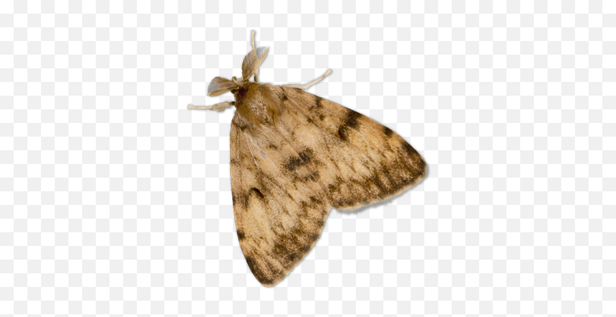 Caterpillar Extermination And Pest Control In Toronto Pest - Invasive Insects Emoji,Moth Transparent