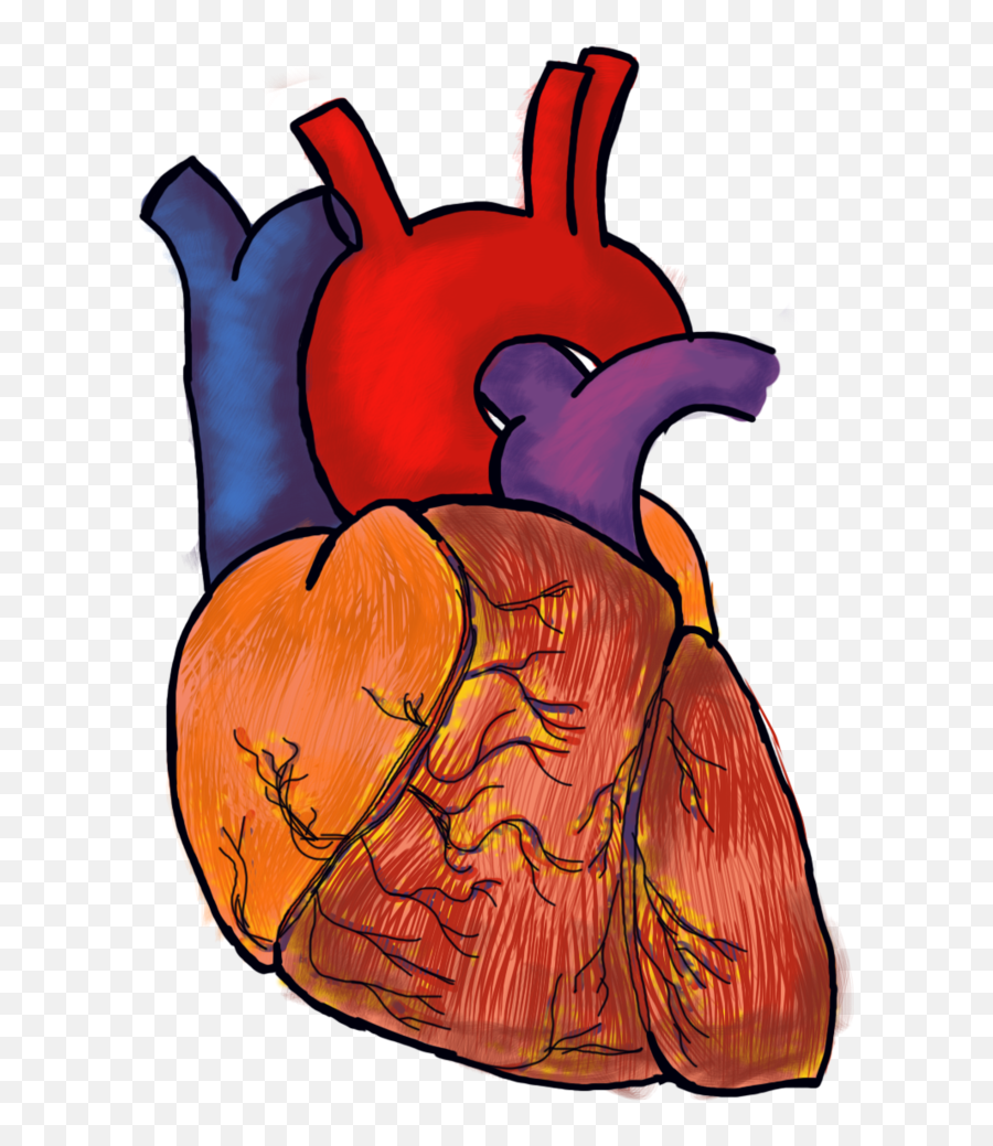 Download Human Heart Png File Png Image - Human Heart Png Transparent Background Emoji,Human Heart Png