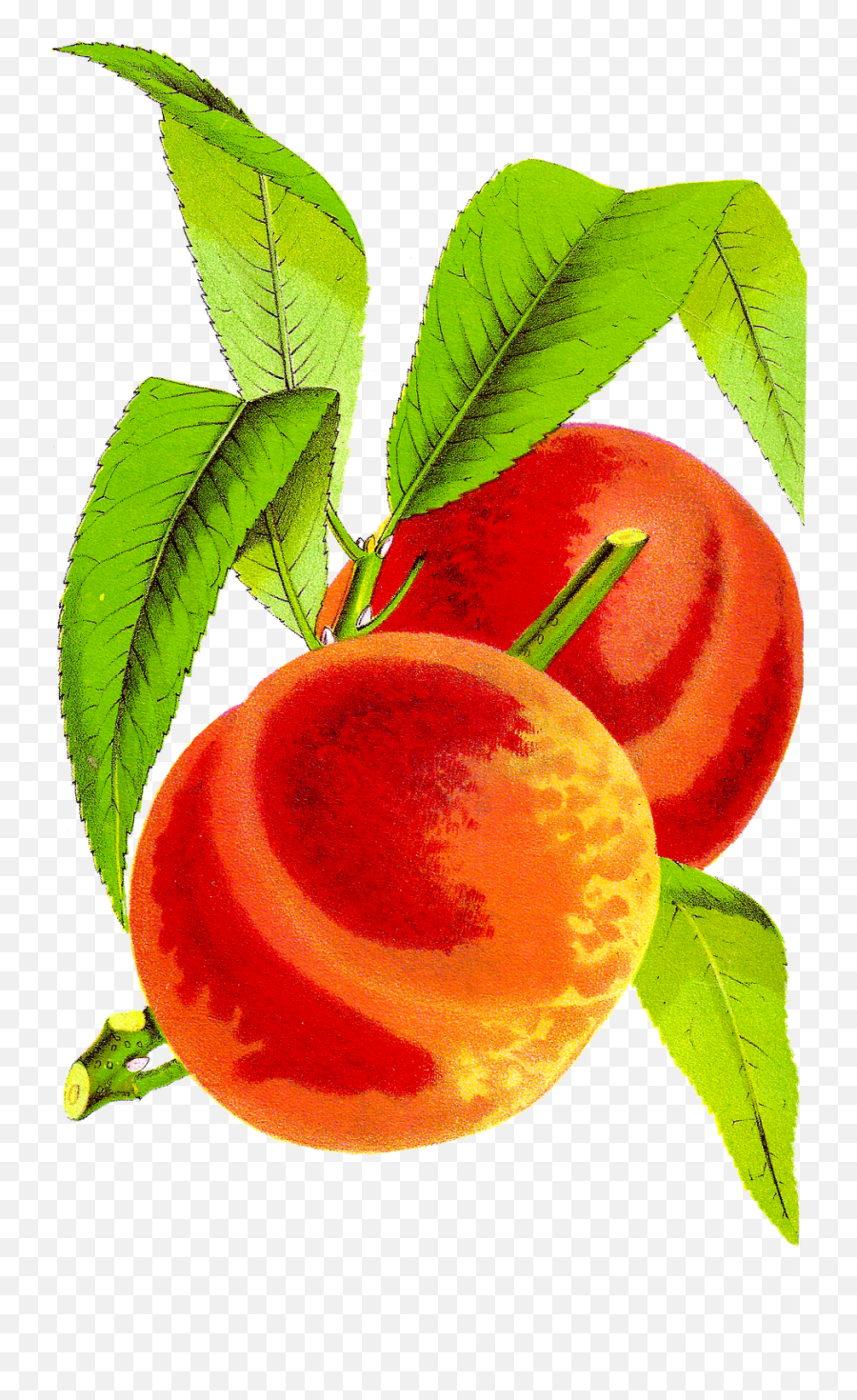 Free Peaches Cliparts Download Free Peaches Cliparts Png - Peach Cobbler Clipart Emoji,Peaches Png