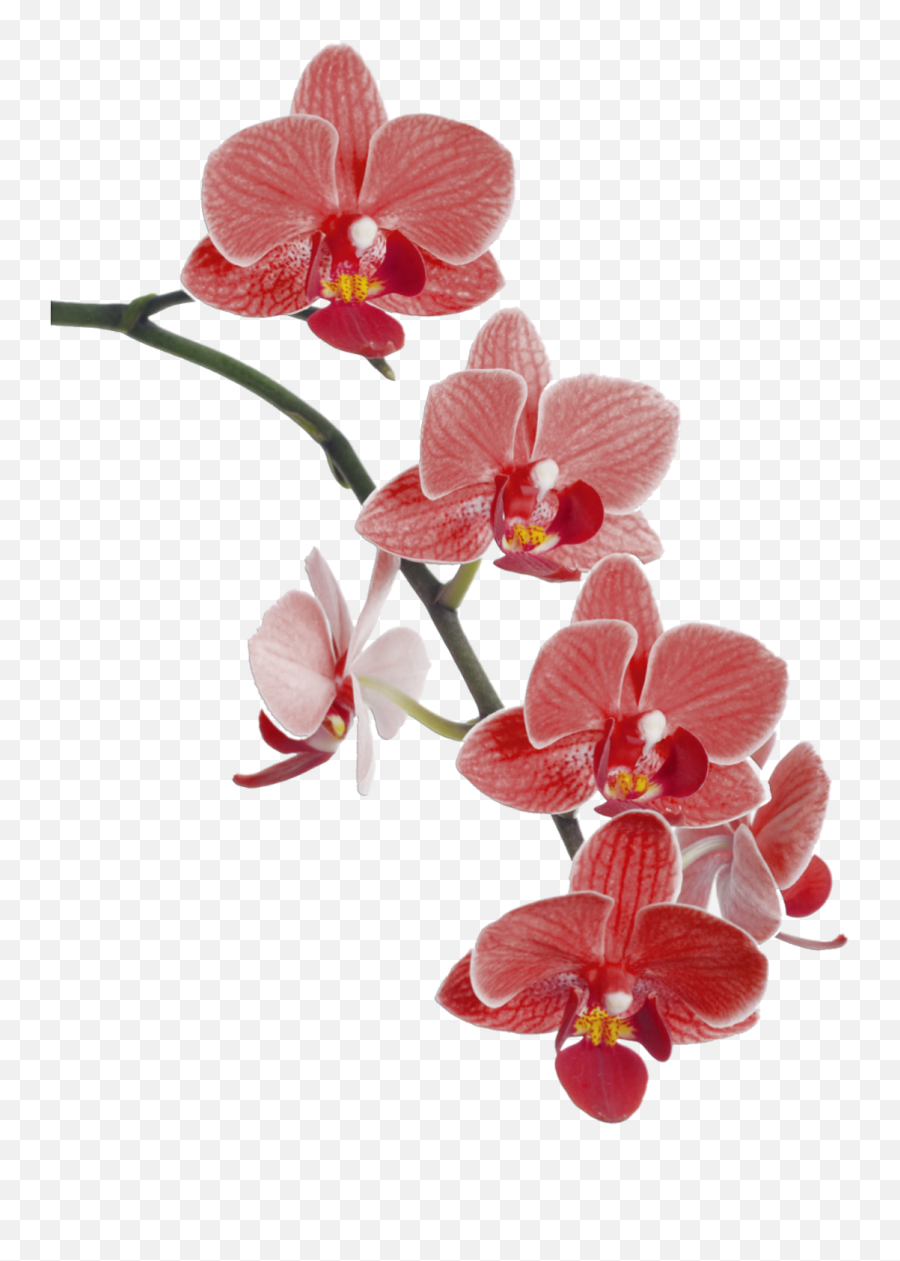 Download Flower Cypripedium Waling Emoji,Orchid Clipart
