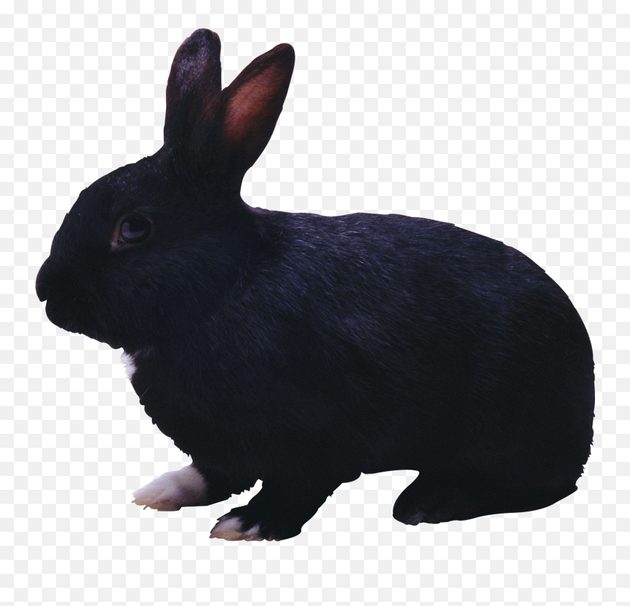 Png Images Rabbit 13png Snipstock - Black Rabbit Png Emoji,Bunny Png