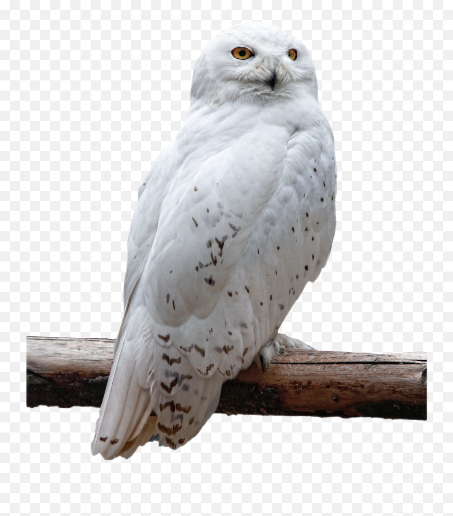 Owl Png Transparent Image - Transparent Snowy Owl Png Emoji,Owl Png