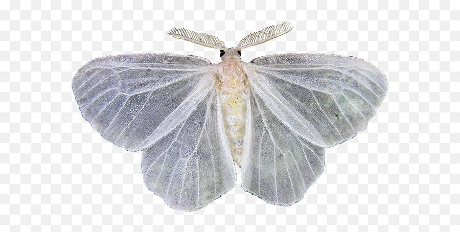 Moth White Png Whitepng Sticker By - Moth Png Emoji,Moth Transparent