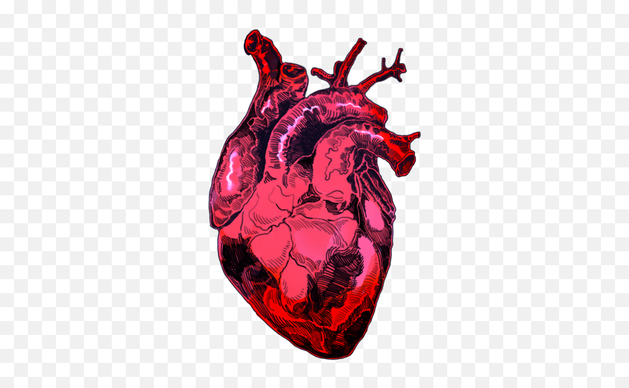 Xoxo - Human Heart Tumblr Png Emoji,Human Heart Png