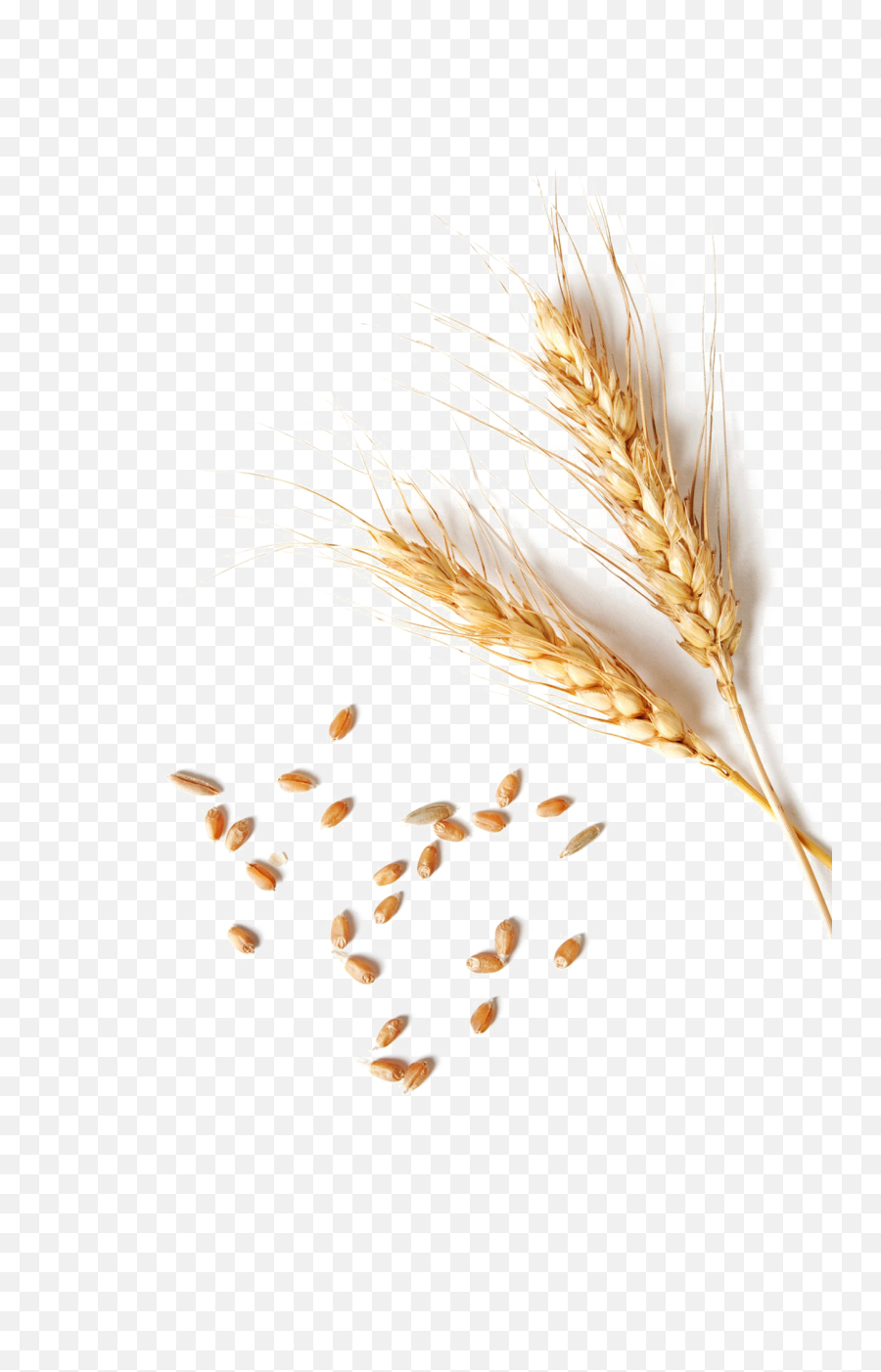 Wheat Png Clipart - Wheat Top View Png Emoji,Wheat Clipart