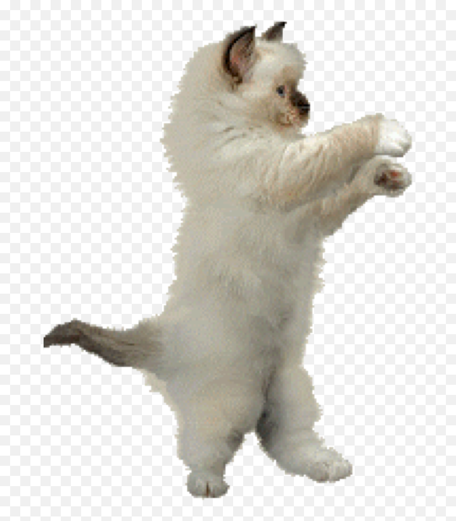 Dance Animation Cat Clip Art - Animation Png Download 768 Emoji,Dancing Cat Gif Transparent