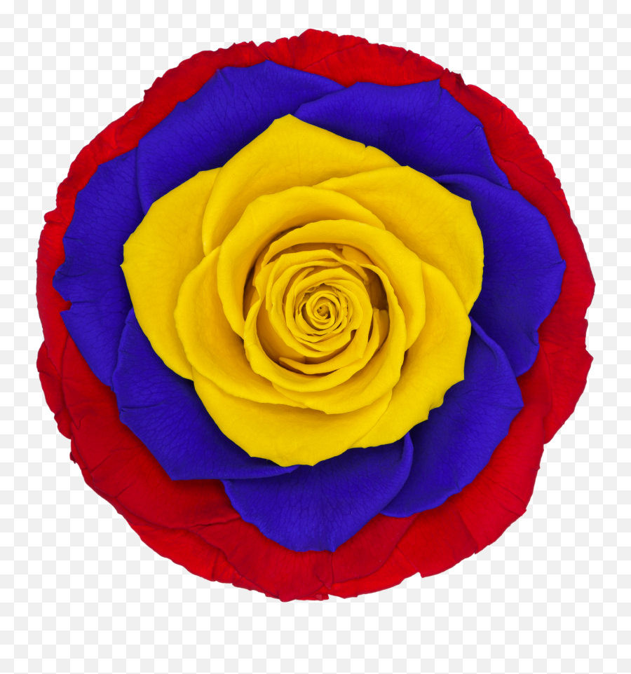 Roses U2013 Roseamor Emoji,Ecuador Flag Png