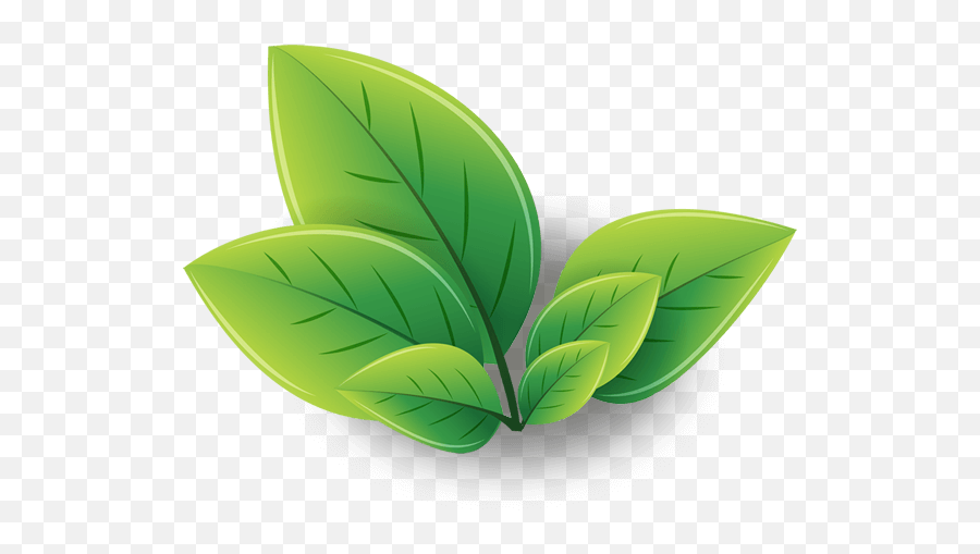 Green Tea Png Image With Transparent - Clipart Tea Leaf Transparent Background Emoji,Green Png