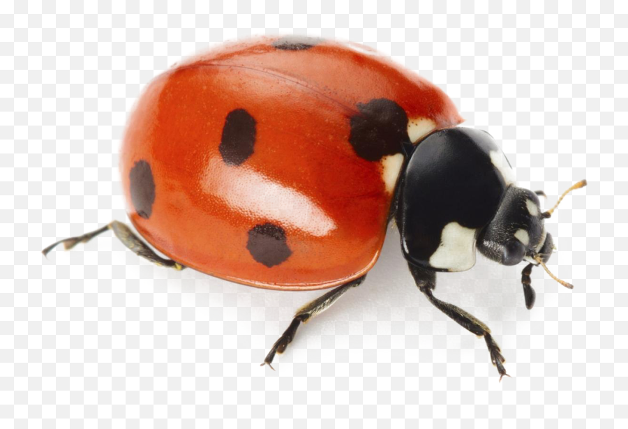 Ladybug Png Images Transparent - Real Ladybug White Background Emoji,Ladybug Png