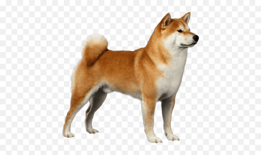Shiba Inu - Shiba Dog Breed Emoji,Shiba Inu Png