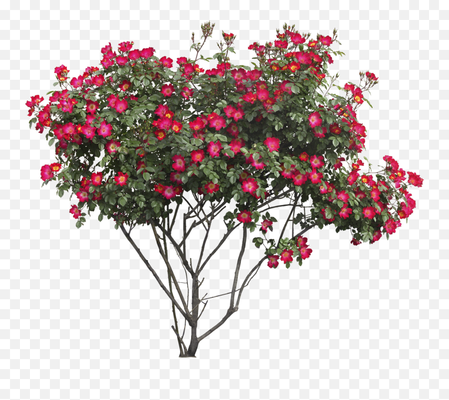 Download Bush Png Image For Free - Flower Tree Png Emoji,Bush Png