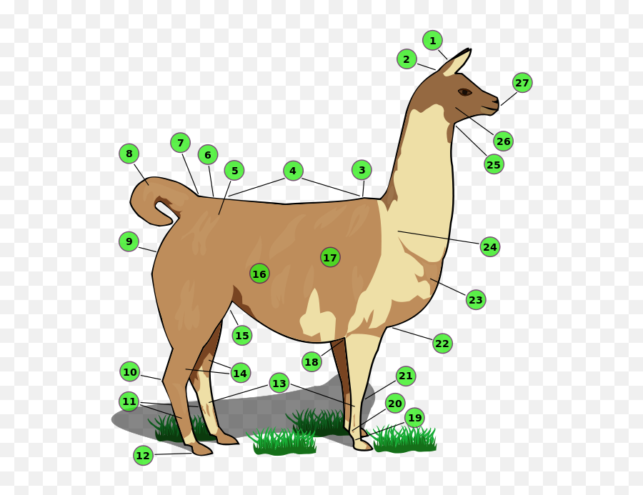 Creating A Unique Diy Llama Ornament Is No Prob - Llama Emoji,Llama Face Clipart