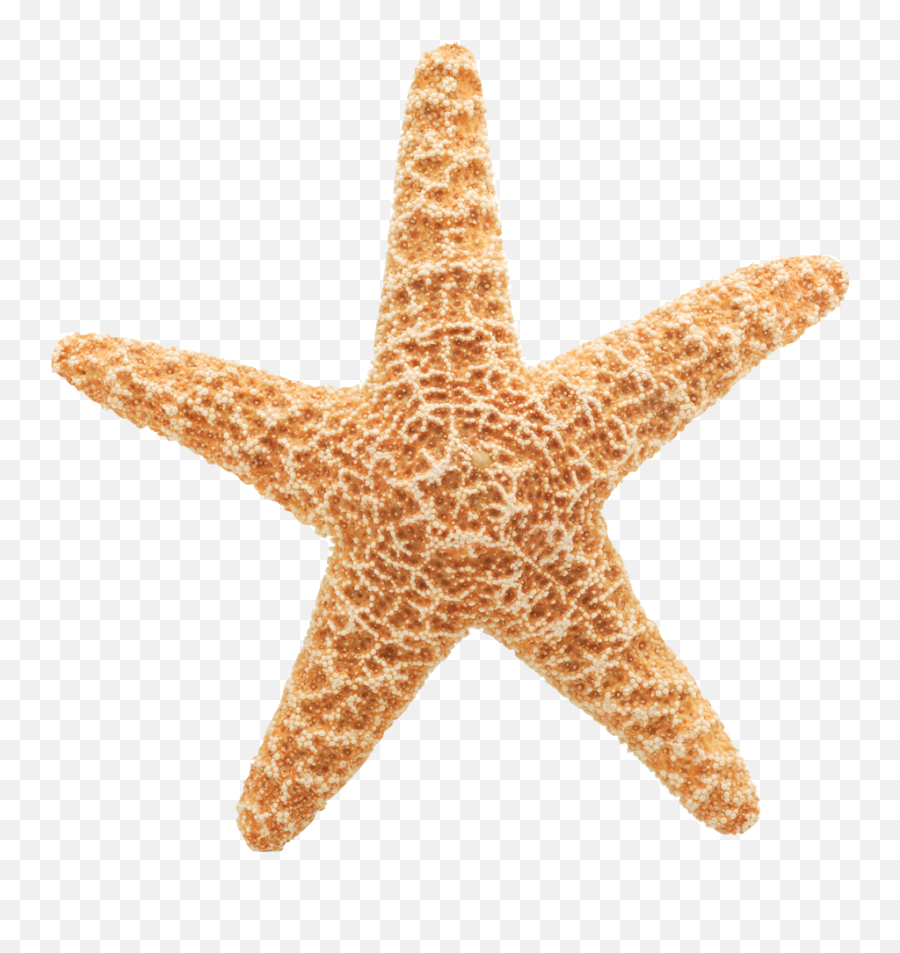 Starfish Cliparts Vector - Star Fish White Background Emoji,Star Background Clipart