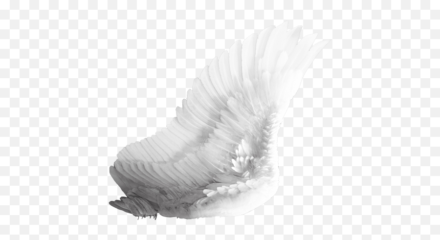 Wings Png Transparent Image - Png Real White Hd Wings Emoji,Wings Png