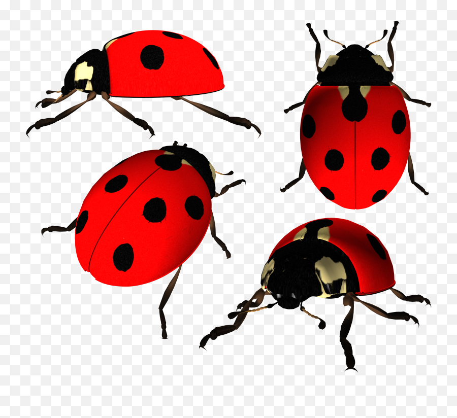 Ladybug Png Image - Ladybug Serangga Png Emoji,Ladybug Png