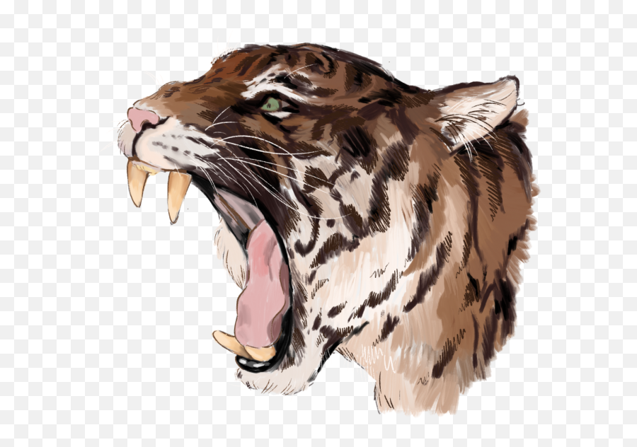 Tv Series To Binge During Quarantine Tiger King U2013 The Record - Siberian Tiger Emoji,Transparent (tv Series)