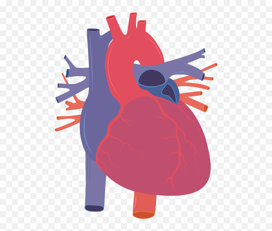 Human Heart Vector Png Transparent Png - Animated Picture Of Human Heart Transparent Background Emoji,Human Heart Png