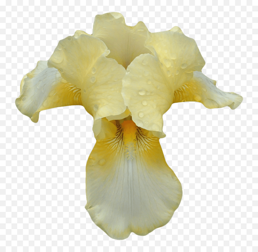 White Yellow Orchid Transparent Png - Orquidea Blanca Con Amarillo Emoji,Orchid Clipart