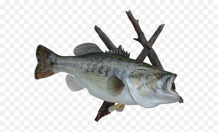 Arizona Wildlife Creations - Largemouth Bass Emoji,Bass Fish Png
