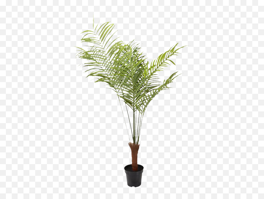 Potted Faux Palm Tree 55u0027 Emoji,Transparent Palm Trees