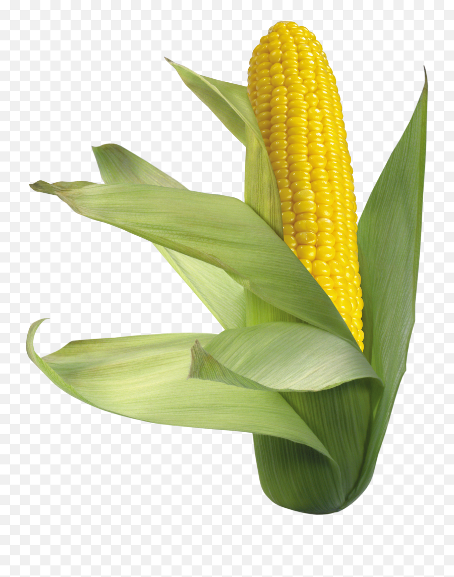 Corn Png Picture - Transparent Background Corn Clipart Emoji,Corn Png