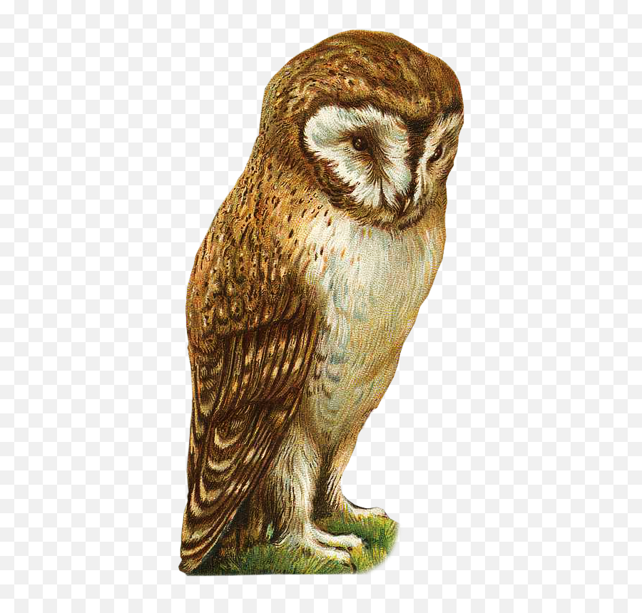 Cute Owl Clipart - Owls Emoji,Owl Clipart