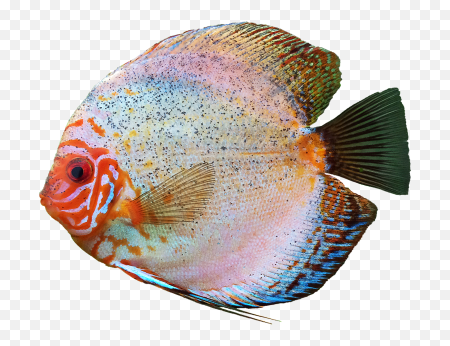 Discus Fish Free Png Image Transparent - Transparent Discus Fish Png Emoji,Fish Transparent Background