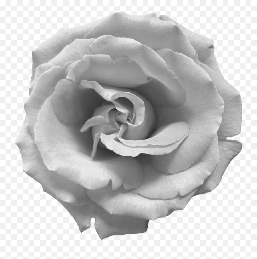 White Roses Png Transparent Png Image - Black And White Rose Photos Transparent Emoji,White Rose Png