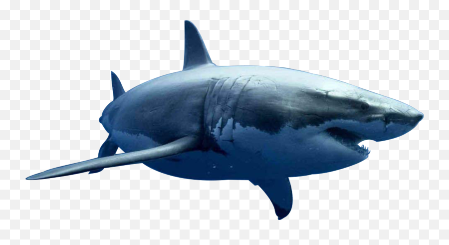 Shark Transparent Background Images - Great White Shark Emoji,Shark Transparent Background