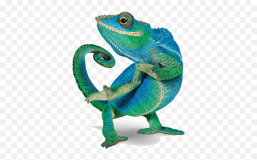 Download Telus Chameleon Png Image With No Background - Telus Chameleon Emoji,Chameleon Png