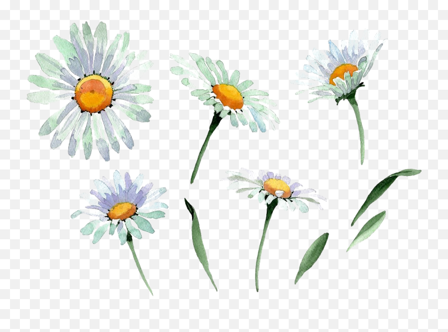 Download Full Size Of Chamomile Transparent Background Png - Chamomile Flower Watercolor Png Emoji,Daisy Transparent Background