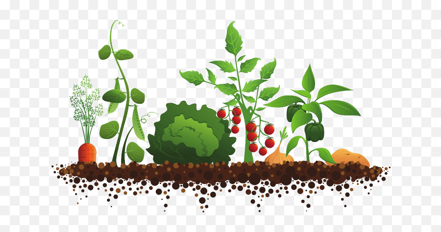 Soil Health Initiative - Mcswcd Vegetable Garden Clipart Emoji,Health Clipart
