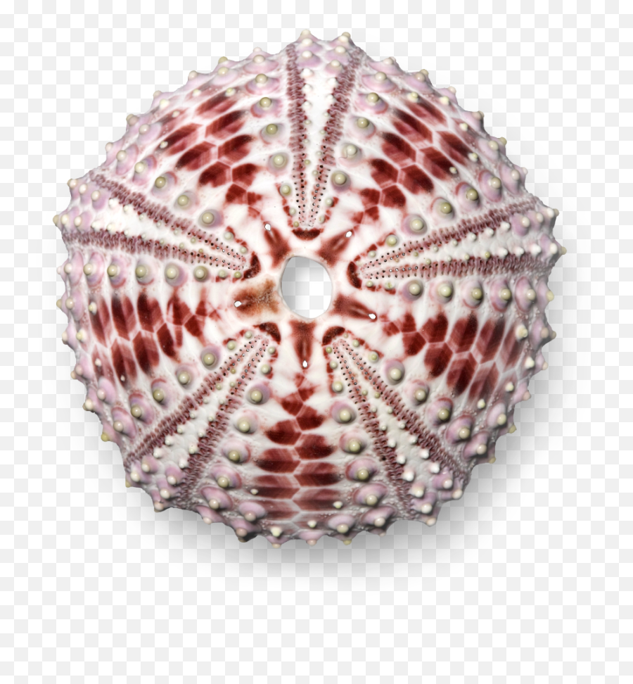 Science Centreu0026 Gallery - Sea Urchin Emoji,Sea Urchin Png