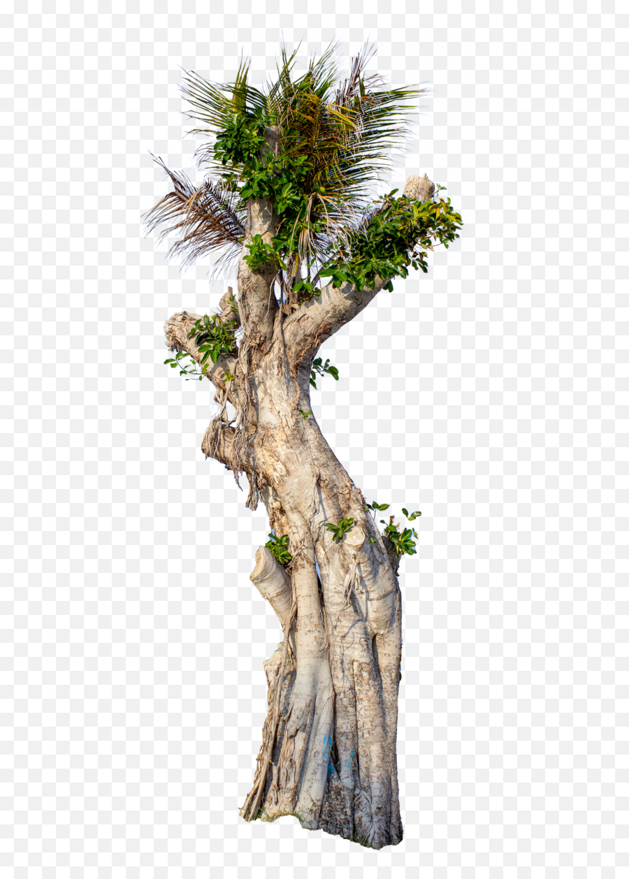 Free Pngs In Png Format - Page 4 Of 5 Templatepocket Emoji,Tree Branch Transparent Background