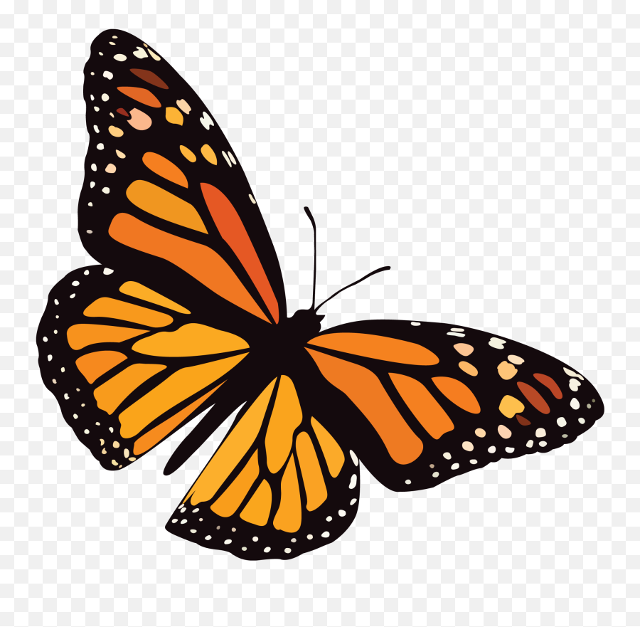 Southwest Tech Graphic U0026 Web Design Portfolio Website Emoji,Butterfly Wings Clipart