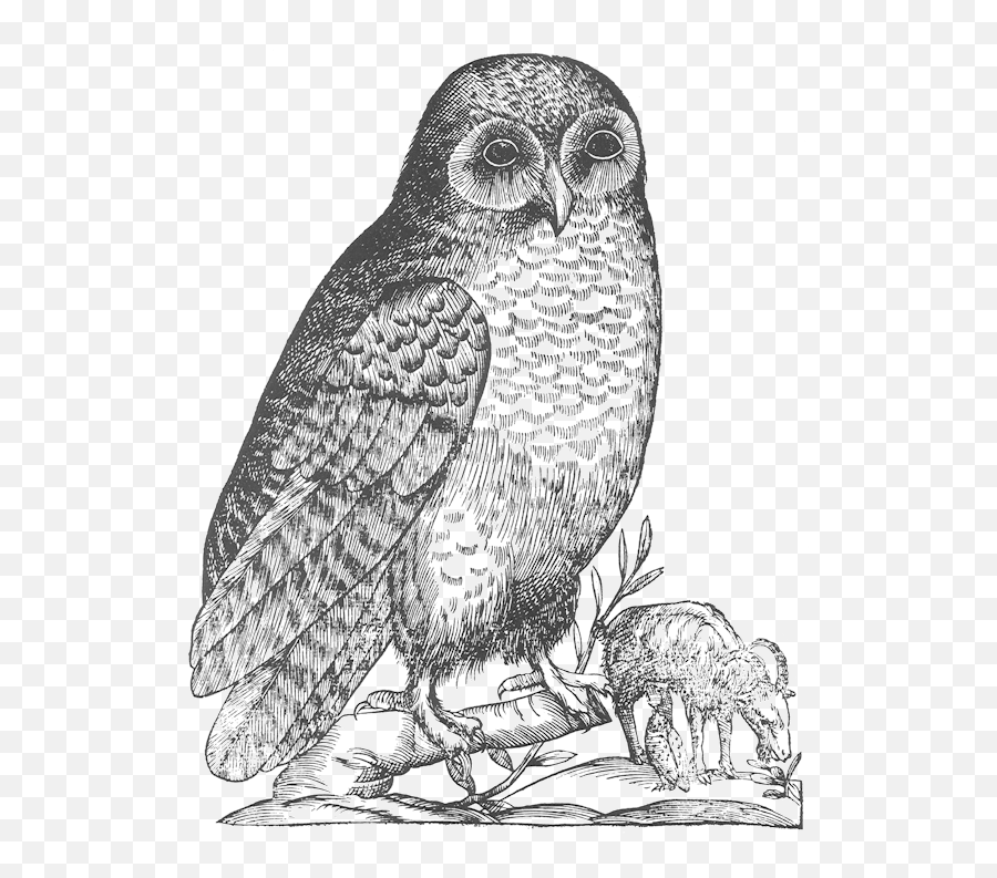 Aldrovandi Owl - Little Owl Emoji,Owl Png