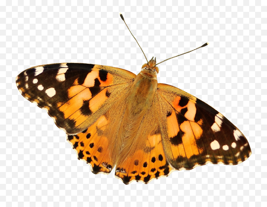 Butterfly Png - Free Photo On Pixabay Painted Lady Butterfly Png Emoji,Butterfly Png