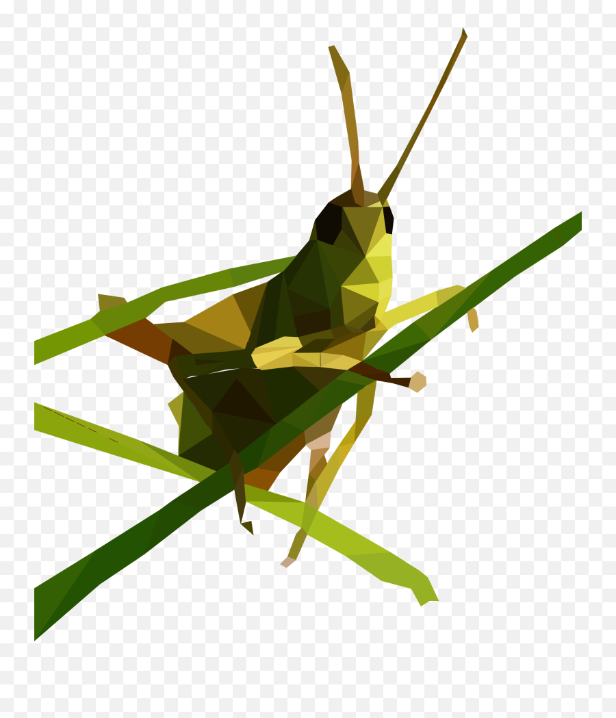 Cricket Grasshopper Locust Png Clipart - Grasshopper Low Poly Emoji,Cricket Clipart