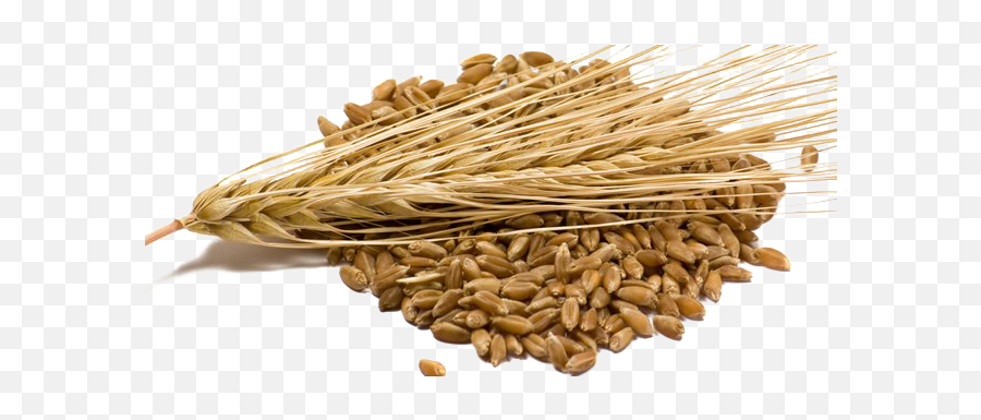 Barley Grain - Barley Grain Emoji,Grain Png