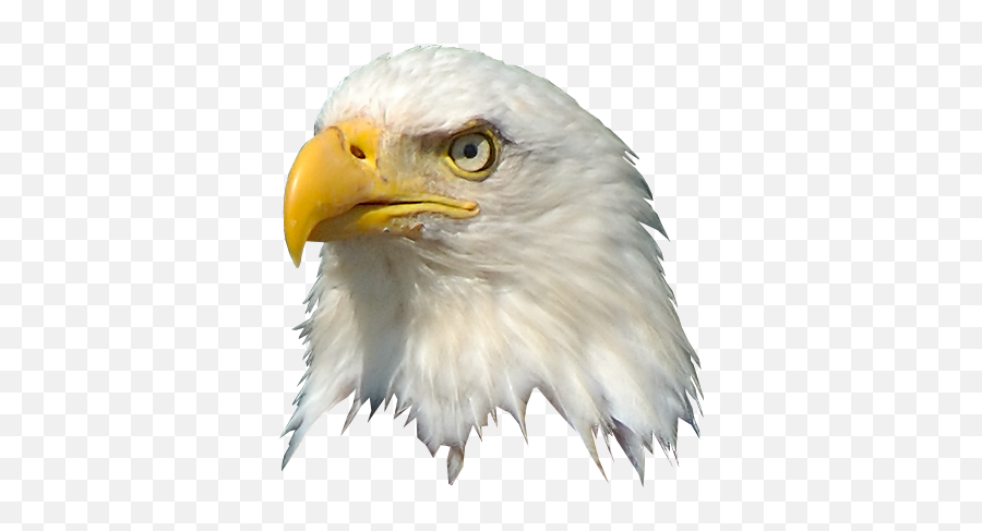 About Us - Transparent Bald Eagle Head Png Emoji,Us Eagle Logo