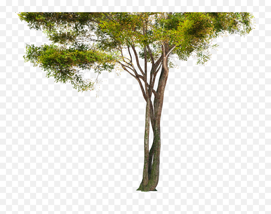 Rain Forest Tree Png - 1611x1200 Png Clipart Download Emoji,Forest Trees Clipart