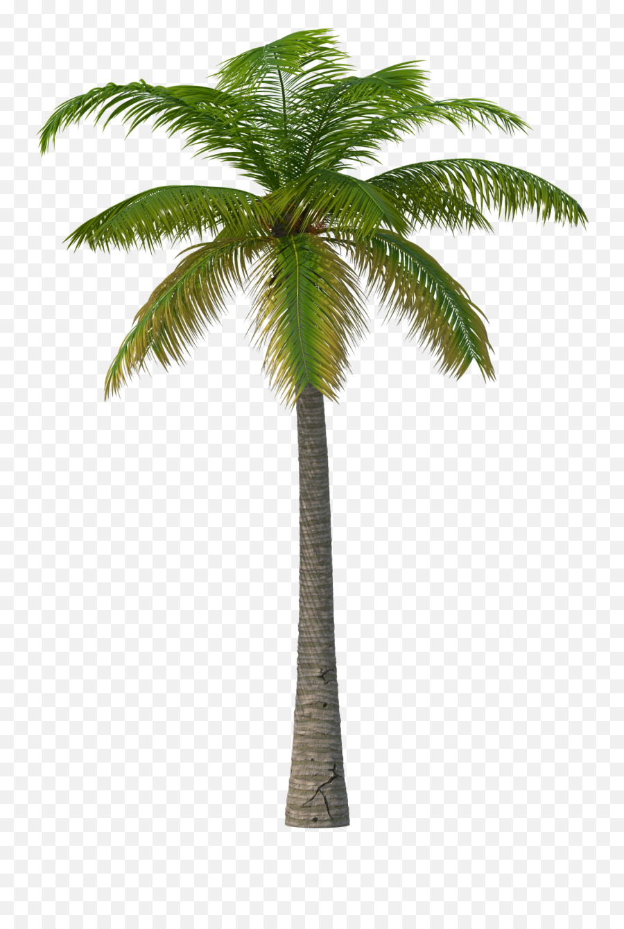 Palm Tree Png - Transparent Palm Tree Emoji,Palm Tree Png