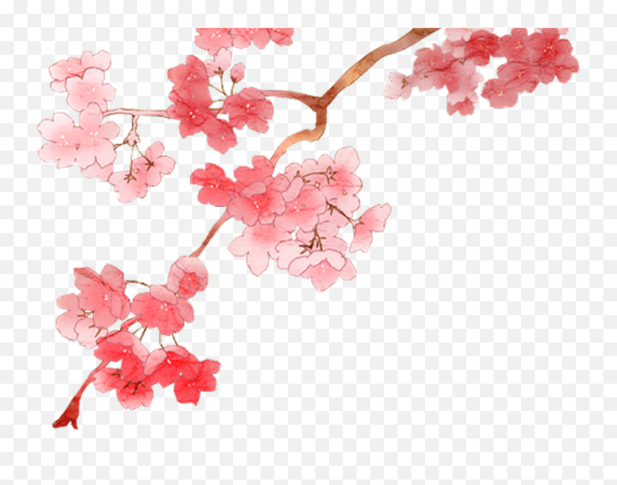 Best Cherry Blossom Clipart Png - Cherry Blossom Png Emoji,Cherry Blossom Png