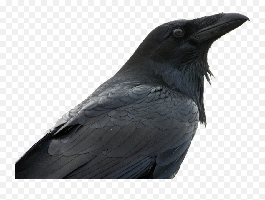 Raven Png - Raven Reference Emoji,Raven Transparent Background