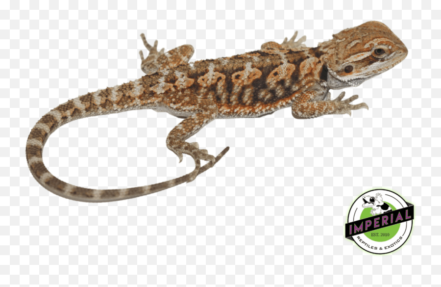 Red Bearded Dragon For Sale - Bearded Dragons Emoji,Bearded Dragon Png