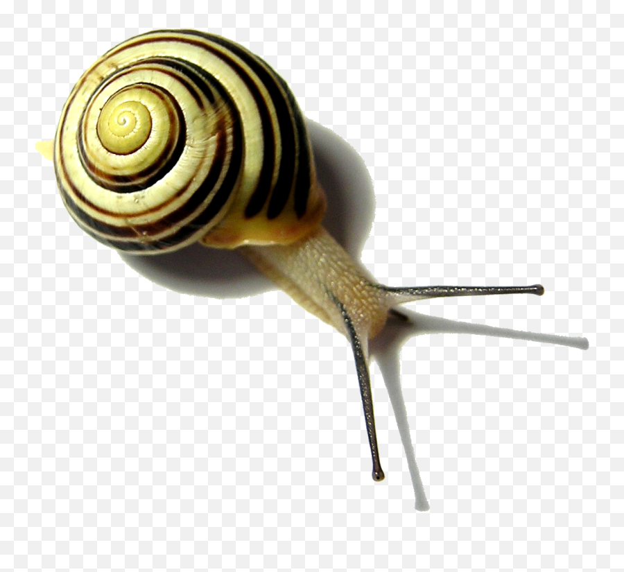 Snail Png Pic - Museo Casa Di Dante Emoji,Snail Png