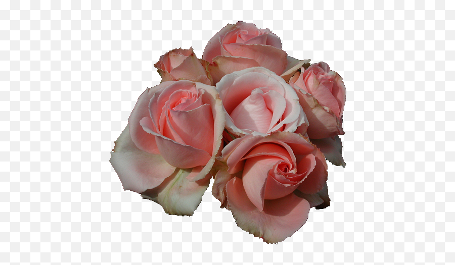 Transparent Pink Rose Picture Emoji,Pink Roses Png