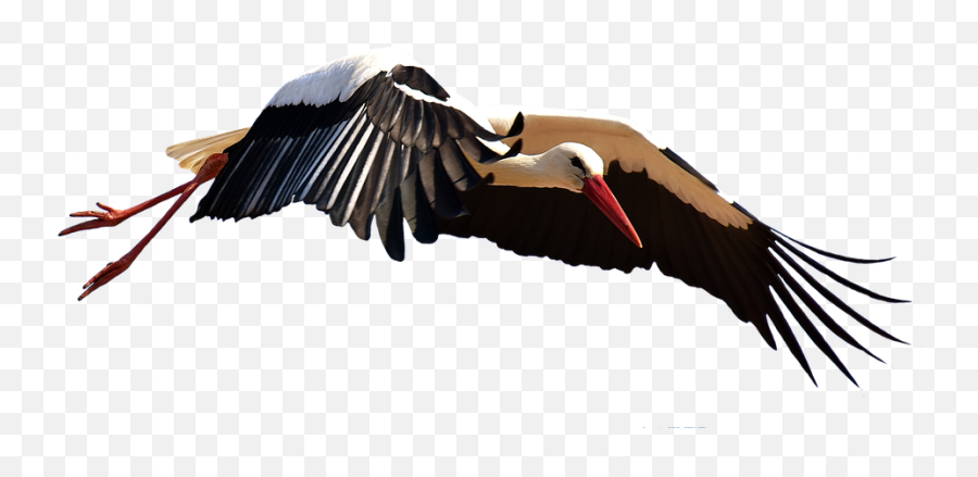 Stork Png Image File Emoji,Stork Png