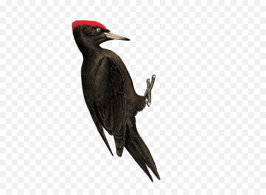 Black Woodpecker Emoji,Woodpecker Png