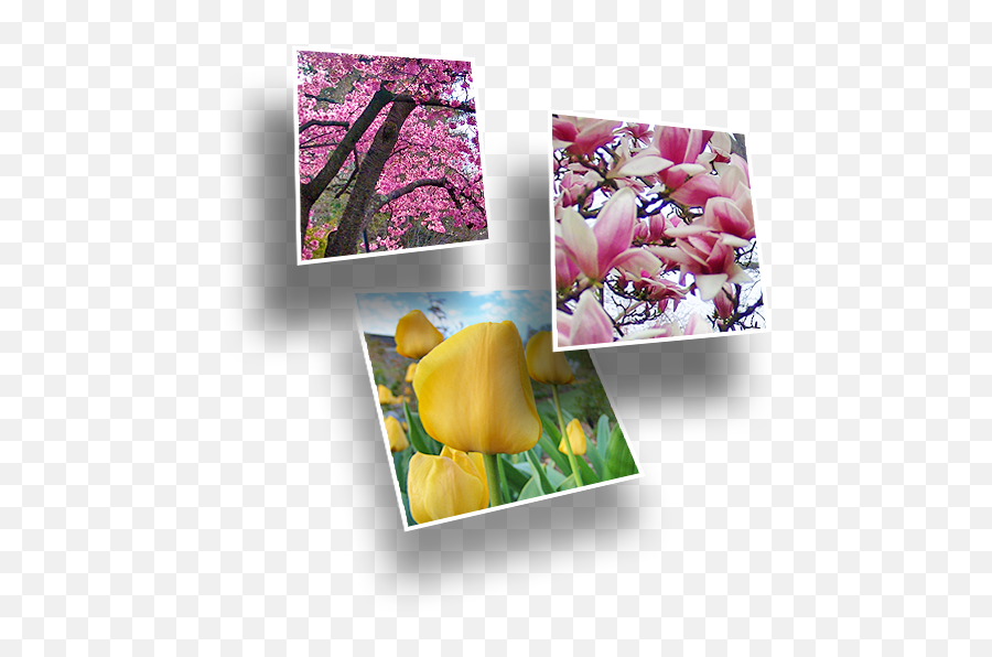 3 - Overlayphotos Scott Arboretum Emoji,Flower Overlay Png